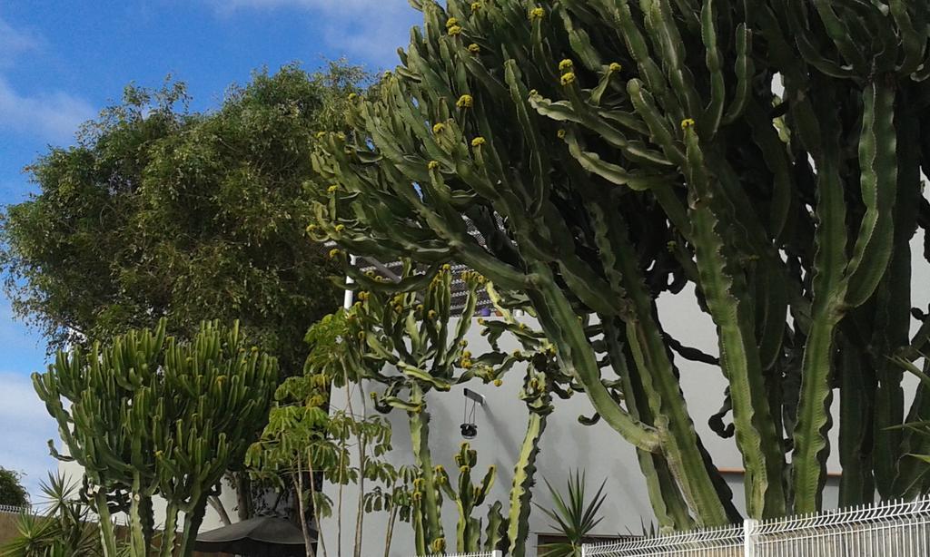 Apartamento Pardela Costa Adeje  ภายนอก รูปภาพ